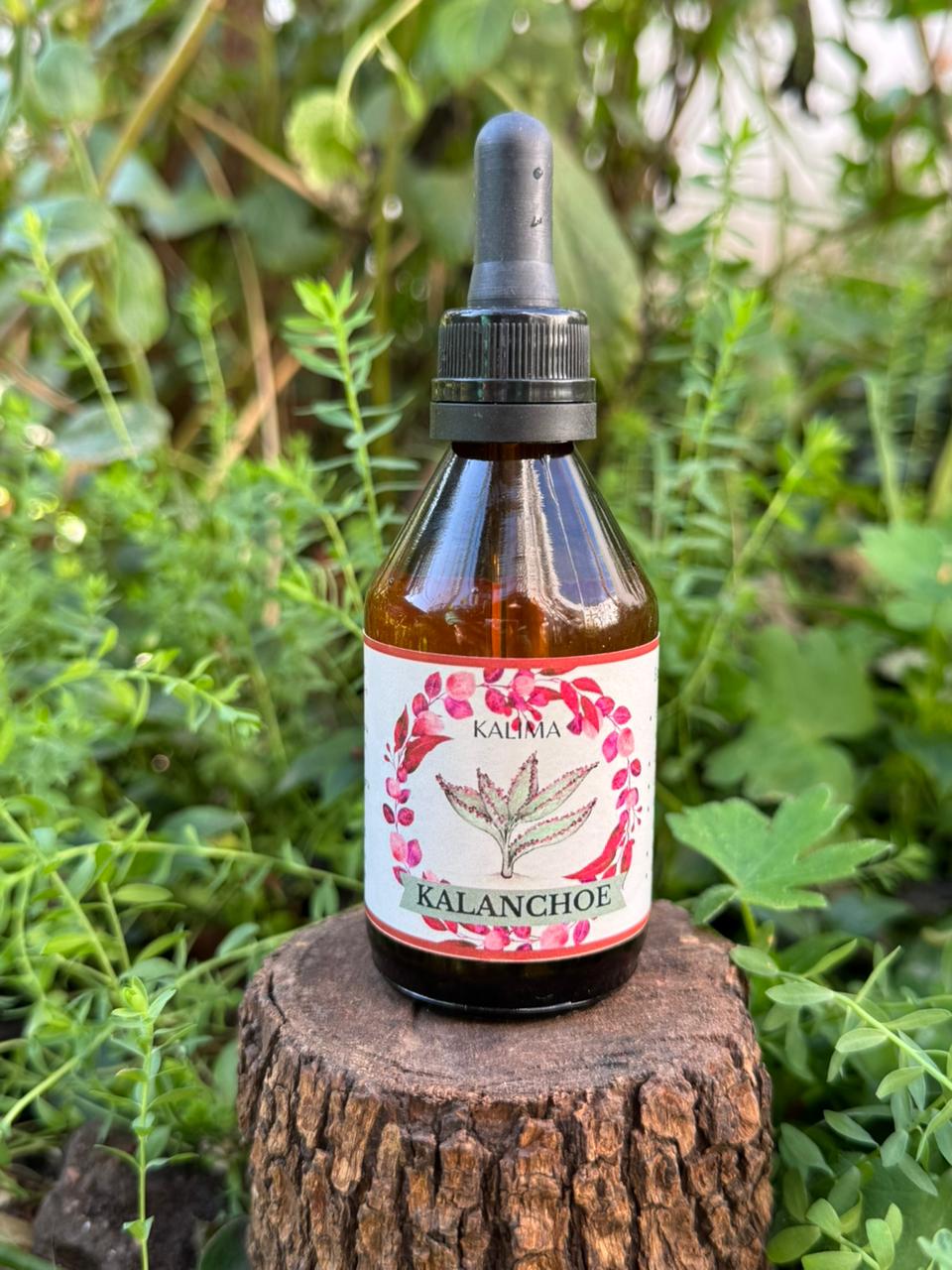 🌿 Tintura madre de Kalanchoe 60 mL