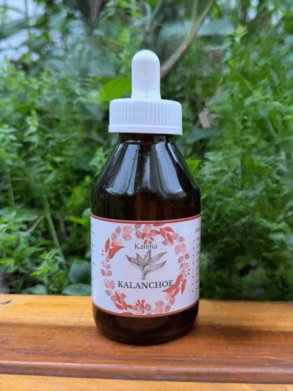 🌿 Tintura madre de Kalanchoe 100 mL