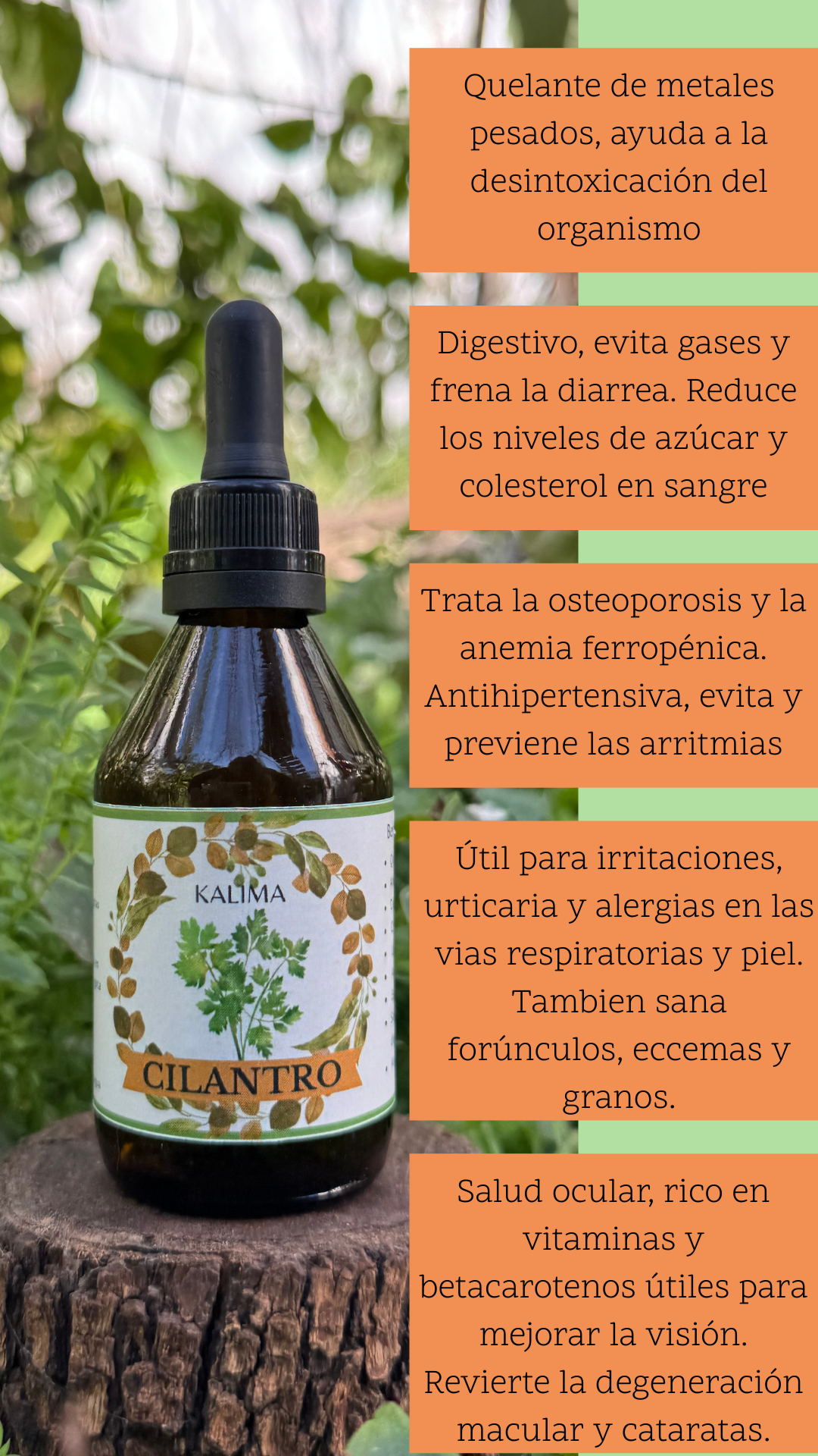 🌿Tintura madre de Cilantro 60 ml - Imagen 2