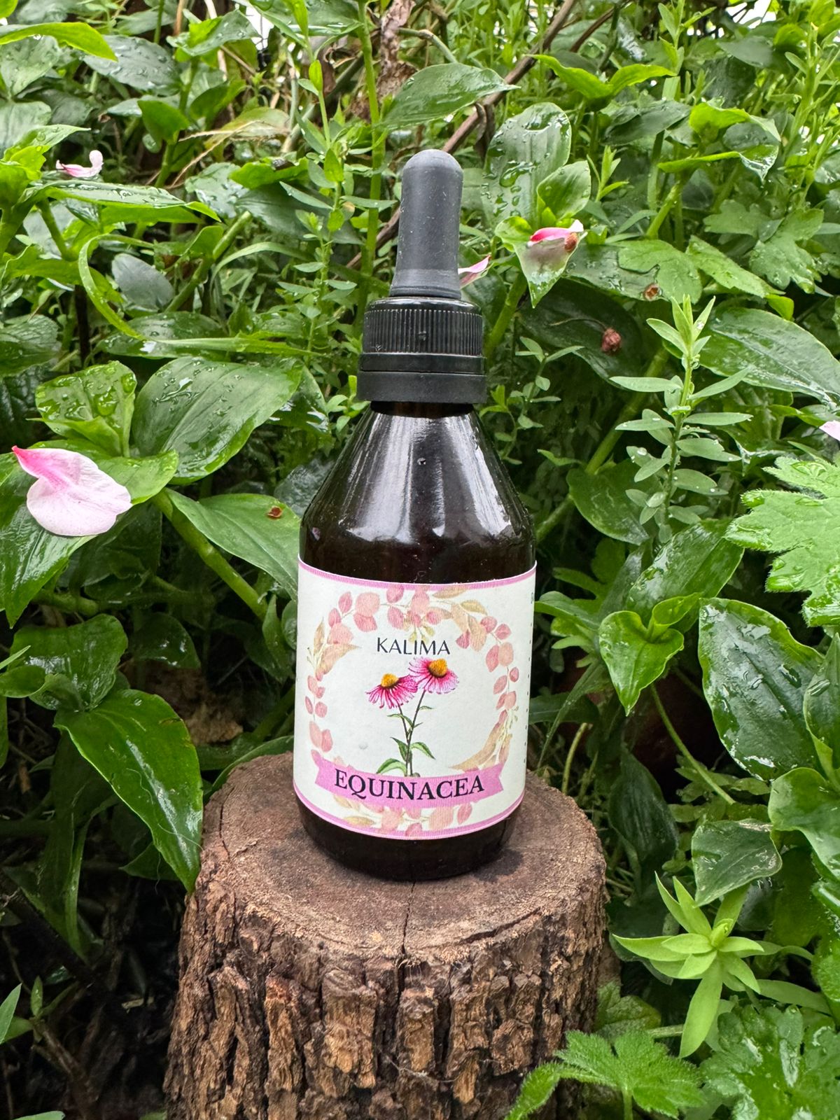 🌿Tintura madre de Equinacea 60mL