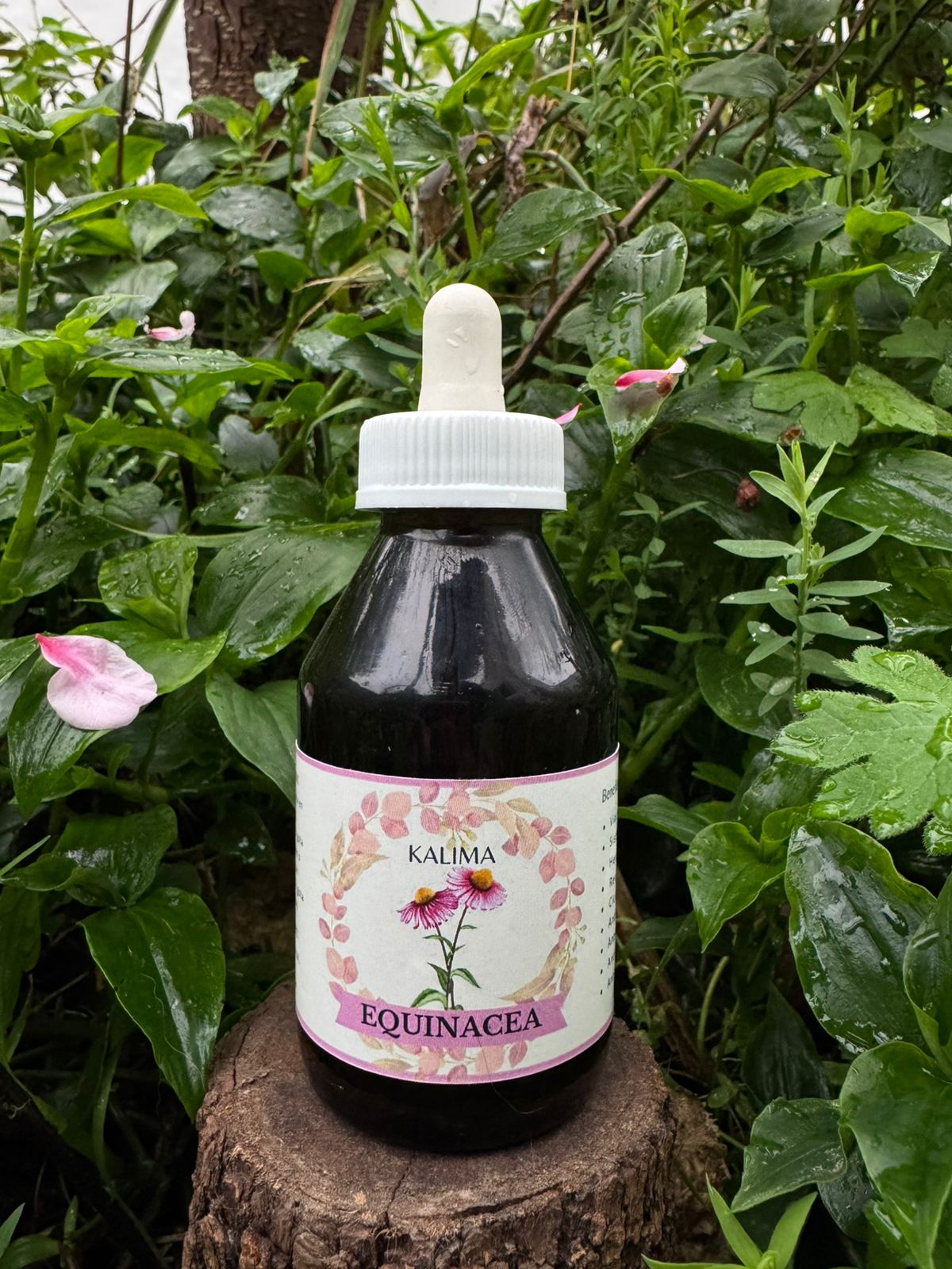 🌿Tintura madre de Equinacea 100mL